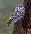 173 - LITTLE OWL - MAGOR DIANA - united kingdom